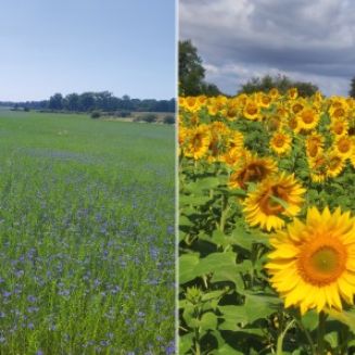 Die Reise der Bienenvölker aus unserer Patenschaft | Teil 3