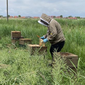 Rapshonigernte: unsere Bienenpatenschaft | Teil 2