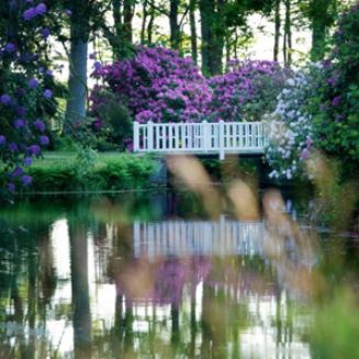 Rhododendren- und Azaleenblüte im Schlosspark Lütetsburg