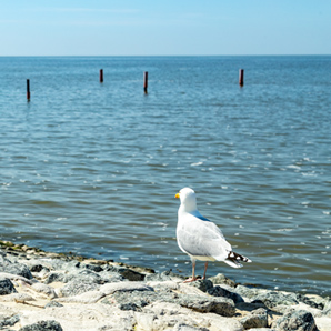 Möwen und Zugvogeltage: Möwe am Norddeicher Strand