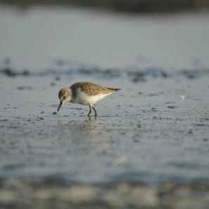 Ein Knutt auf der Suche nach Nahrung im Watt | Der Knutt und die Zugvogeltage 2025